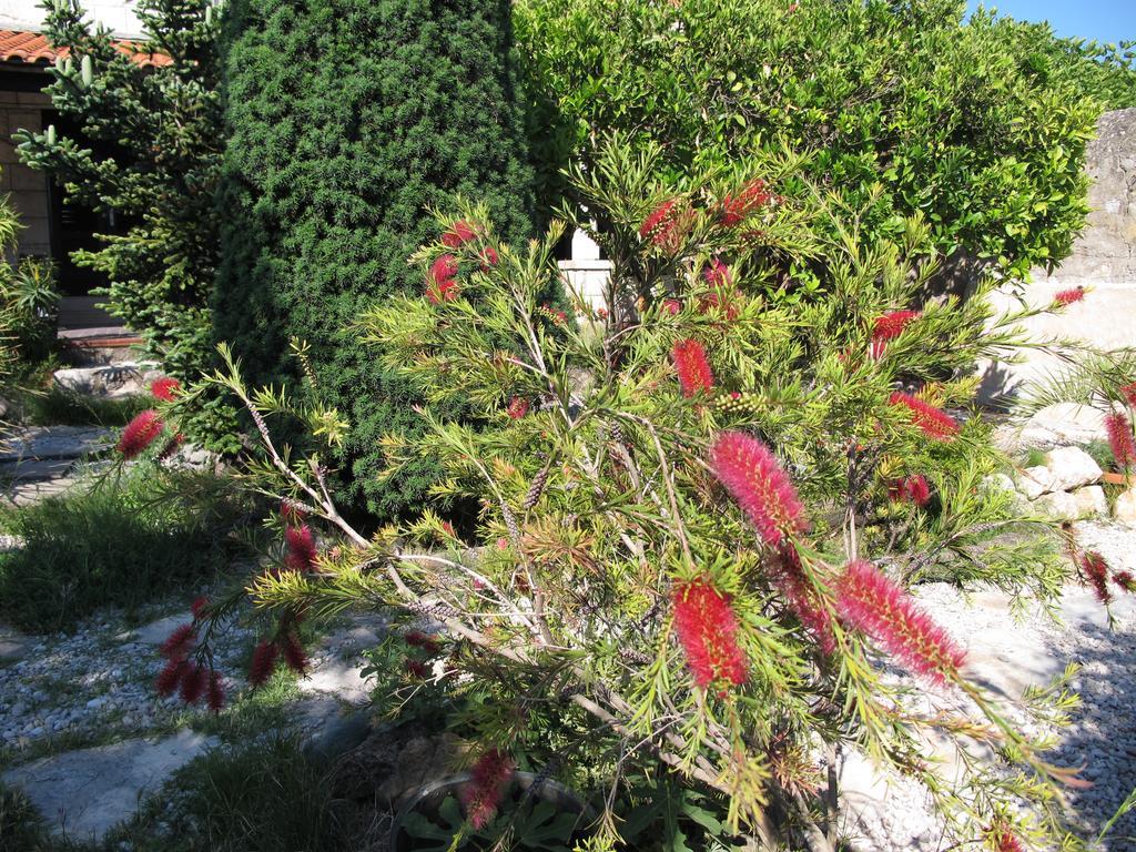 Guest House Maria Bilicic Dubrovnik Ngoại thất bức ảnh